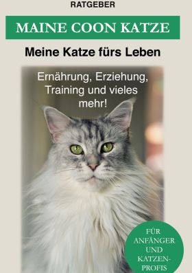 MAINE COON