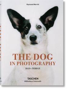 DOG IN PHOTOGRAPHY 1839 TODAY (AL/FR/IN)