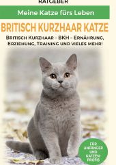 BRITISCH KURZHAAR KATZE