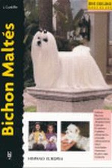 Bichon Maltés