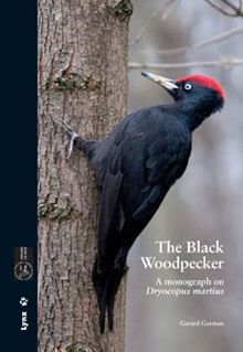 THE BLACK WOODPECKER
