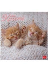 WALL CALENDAR - 2026 WALL CALENDAR - KITTENS - 30X29 - CATS LEGAMI