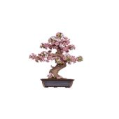 SAKURA BONSAI