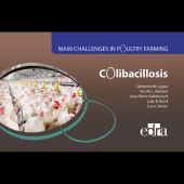 Main Challenges in Poultry Farming. Colibacillosis